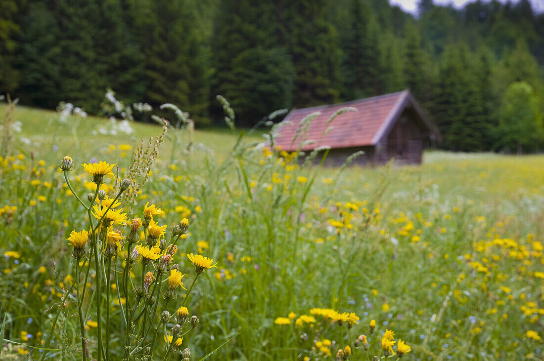 Meadow near Wallgau, Bavaria, Germany