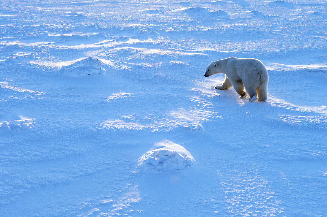 Polar Bear  Ursus maritimus)