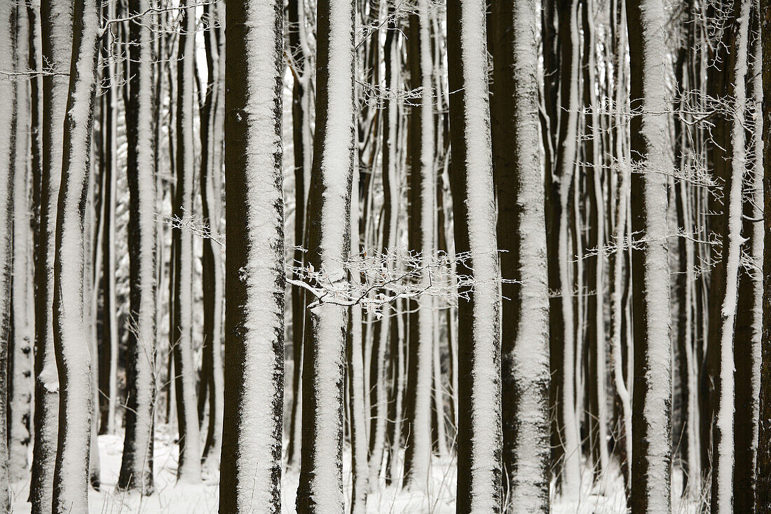 Aussen, Baum, Bäume, Baumstamm, Baumstämme, Bedeckt, Deutschland, Draussen, Europa, Farbe, Hintergründe, Hintergrund, Horizontal, Jahreszeit, Jahreszeiten, Landschaft, Landschaften, Natur, Schnee, Schneebedeckt, schneebedeckt, Stamm, Stämme, Tageszeit, Ve