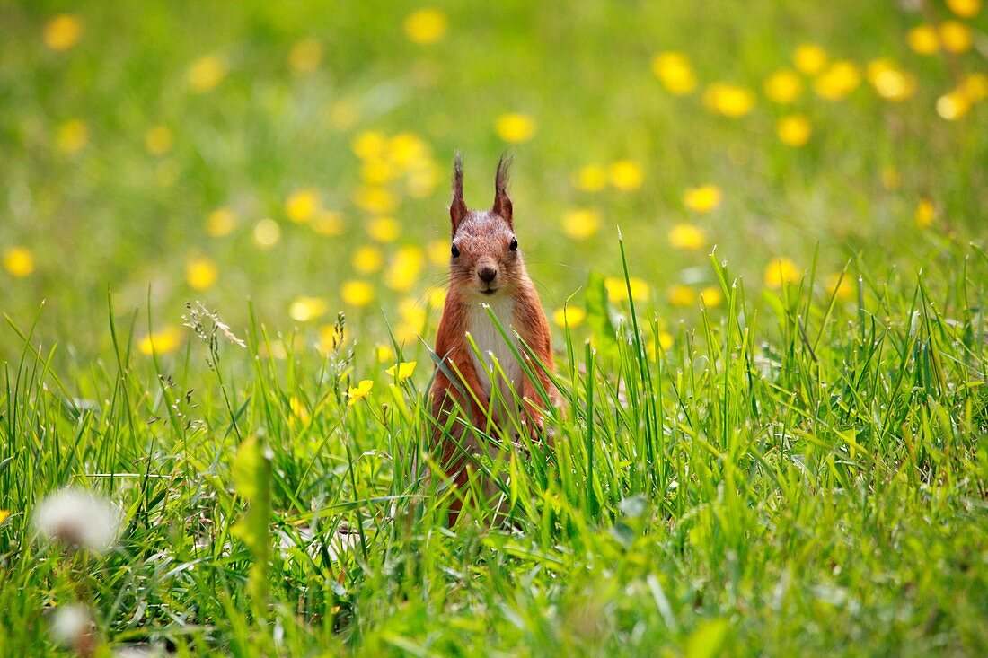 Red squirrel Sciurus vulgaris sitting on a lawn in Sweden