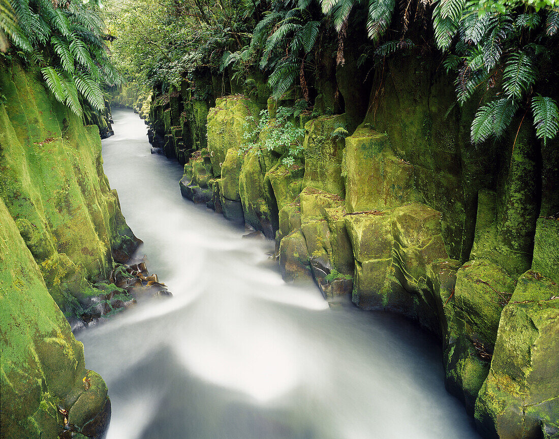 Te Whaiti nui a toi Canyon Whirinaki Forest Park New Zealand