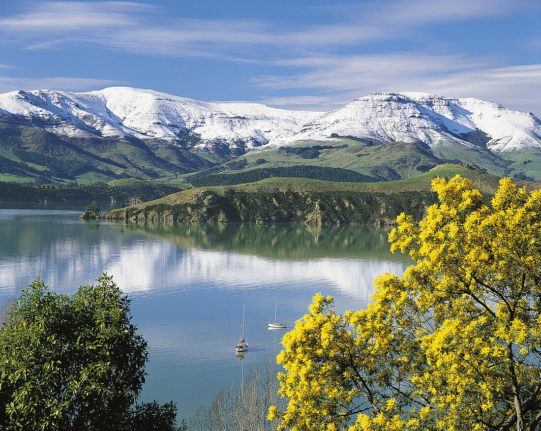 Wattle in bloom with snow on Banks Peninsula reflected in Lyttelton Harbour New Zealand