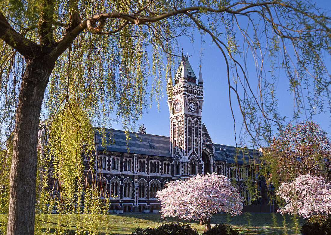 University of Otago clocktower in spring Dunedin New Zealand