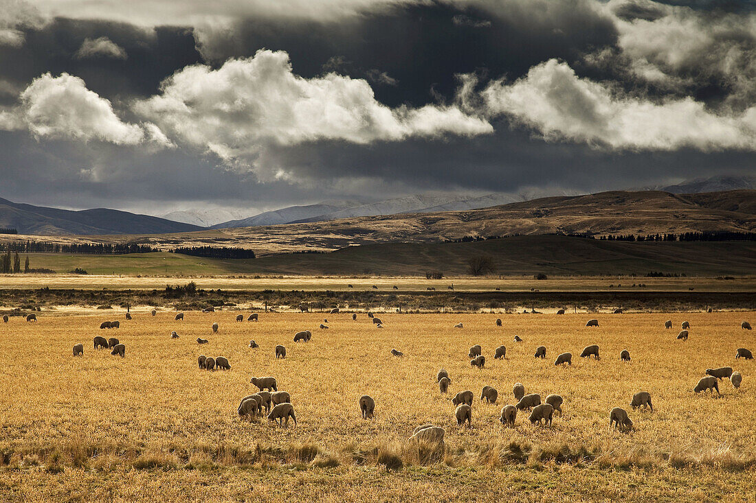 Sheep grazing near Wedderburn, gathering snow storm, Central Otago, New Zealand