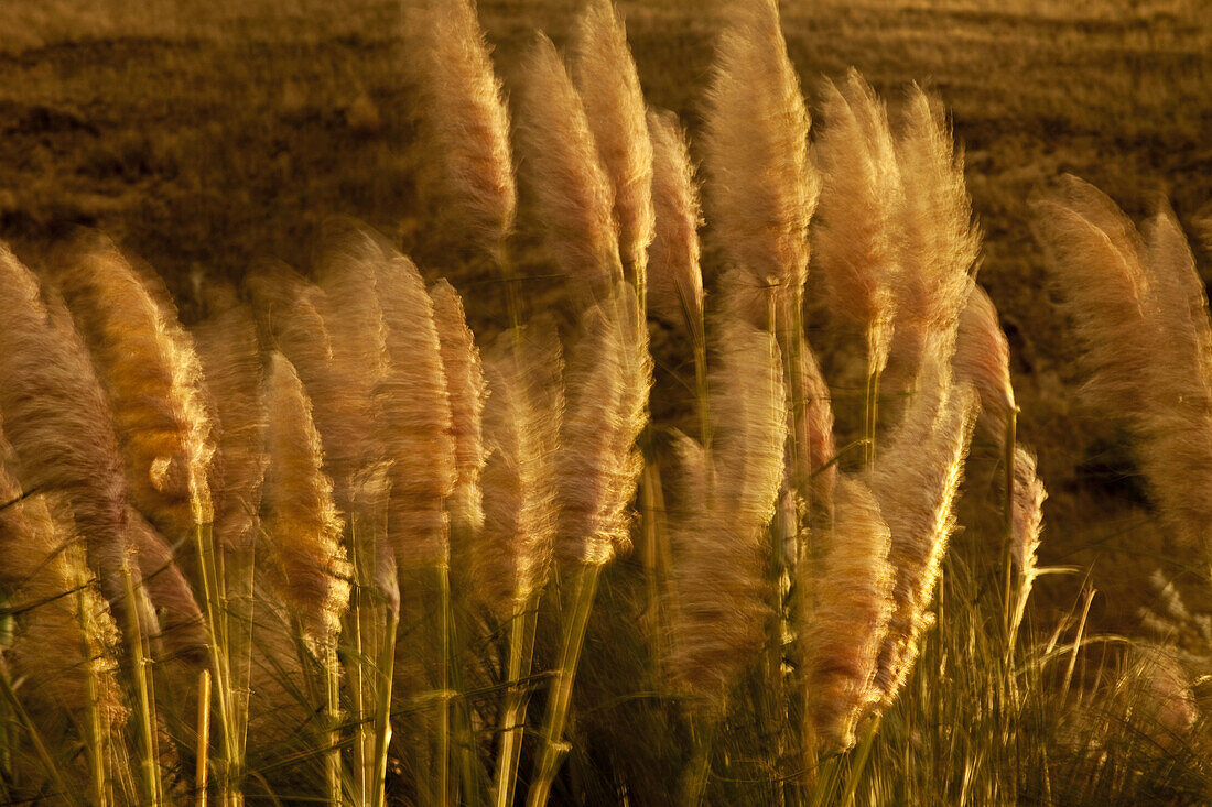 Pampas grasses blowing in wind at dusk, Bank´s Peninsula, Canterbury, New Zealand