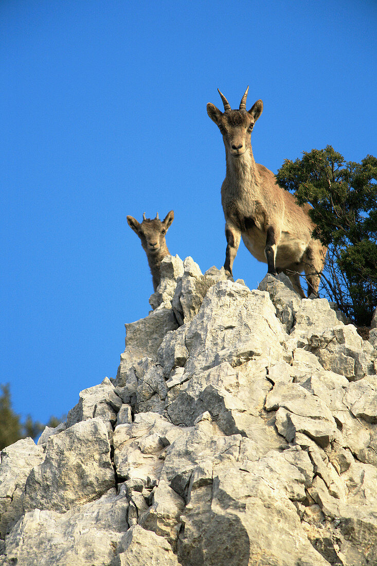 Spanish Ibex  Capra pyrenaica). Spain