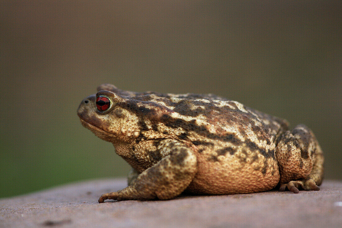 Common Toad  Bufo bufo)