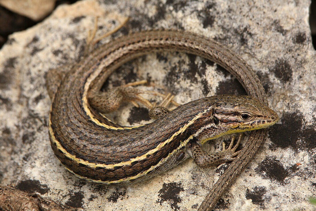 Large Psammodromus  Psammodromus algirus). Pitarque, Teruel province, Aragon, Spain