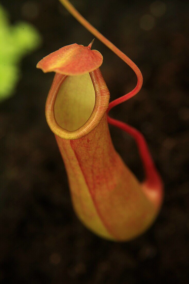 Carnivorous plants, Drocera sp, Plants, J66-923853, agefotostock 