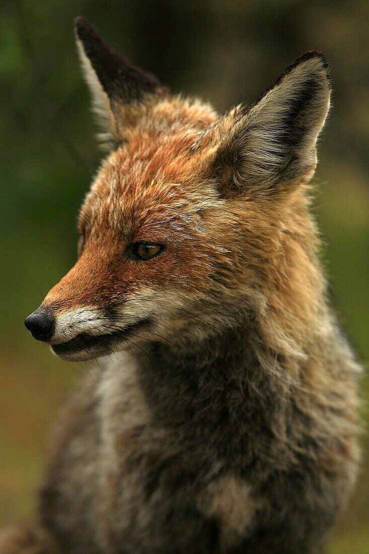 Cáceres, Carnivore, Fox, Mammal, Monfragüe national park, Spain, Vulpes vulpes, J66-923831, agefotostock 