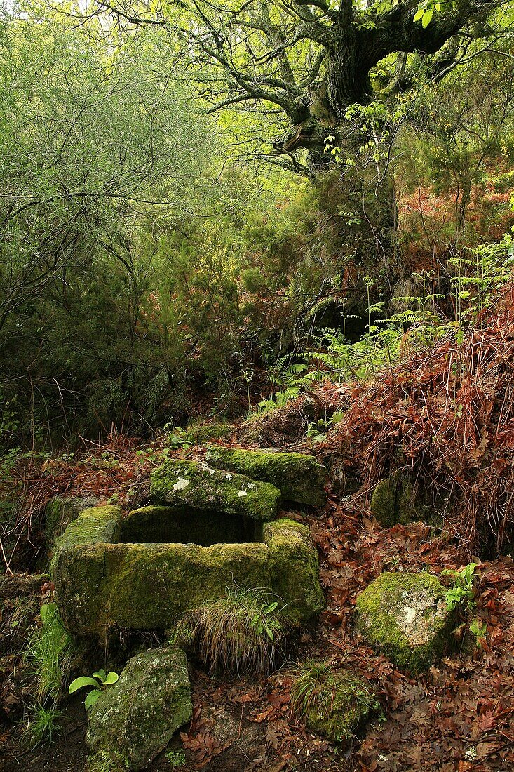Fuente en Bosque de castaños en Casas del Castañar  Valle del Jerte