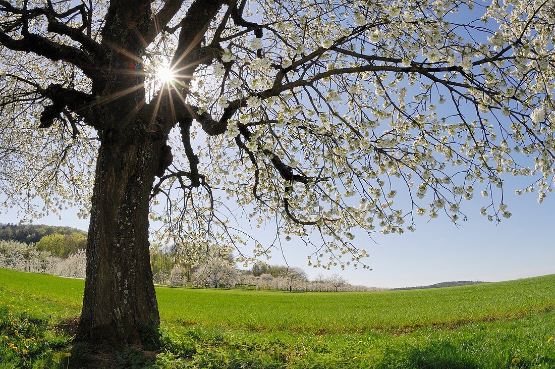 Cherry tree at blossom with sun at backlight, lensflare  Bavaria, Germany, Europe