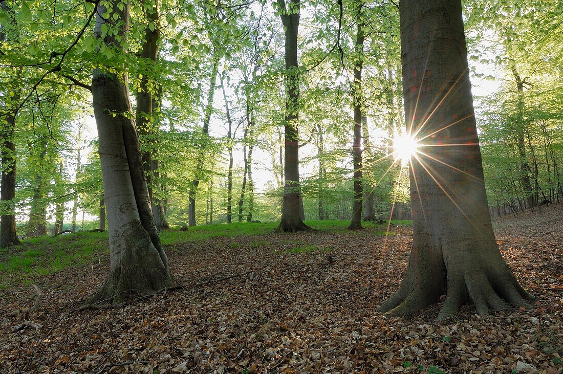 Spring forest with sun in backlight, lensflare  Mecklenburg-Western Pomerania, Germany, Europe