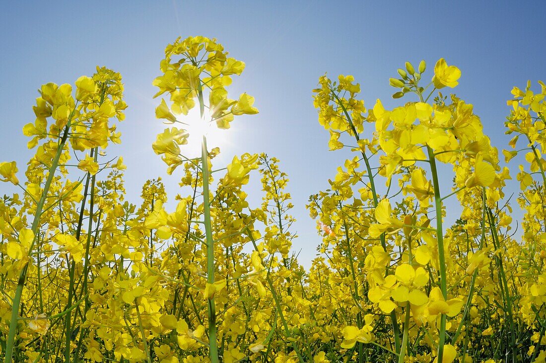 Oilseed rape Brassica napus close up against sky with sun as backlight, lensflare  Bararia, Germany, Europe