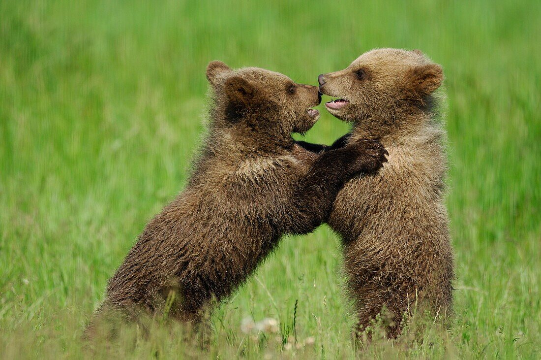 Two young Brown Bears Ursus arctos playing in grassy meadow