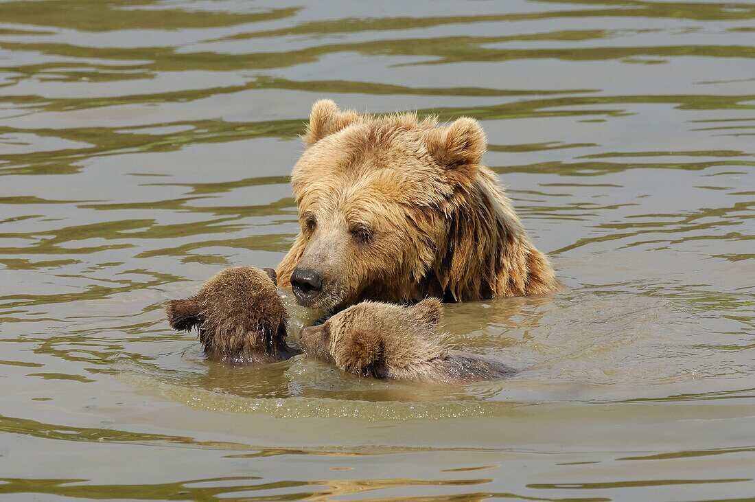 Female Brown Bear Ursus arctos with cubs take a bath in water