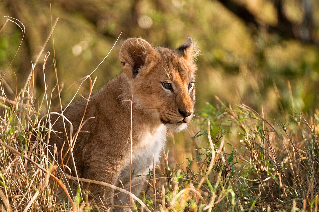 Lion cub Panthera leo, Masai Mara National Reserve, Kenya