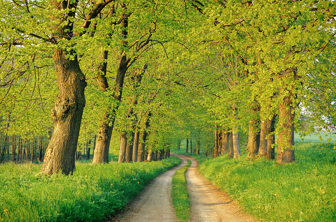 Lime tree alley, near Malchow, Mecklenburg-Western Pomerania, Germany