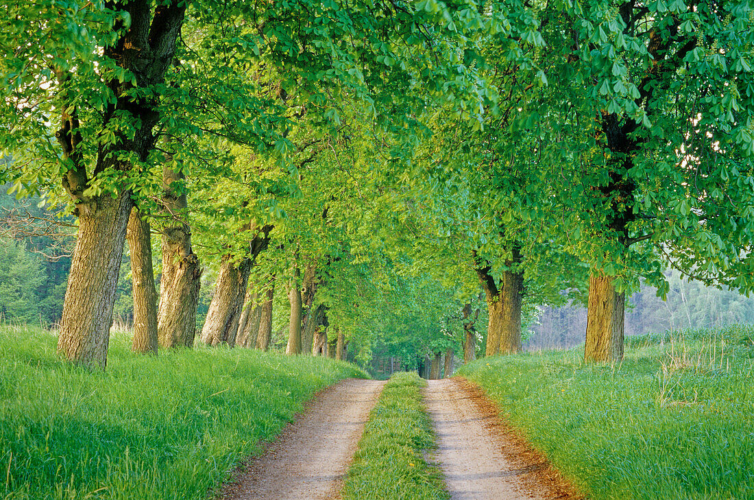 Chestnut and lime tree alley, near Malchow, Mecklenburg-Western Pomerania, Germany