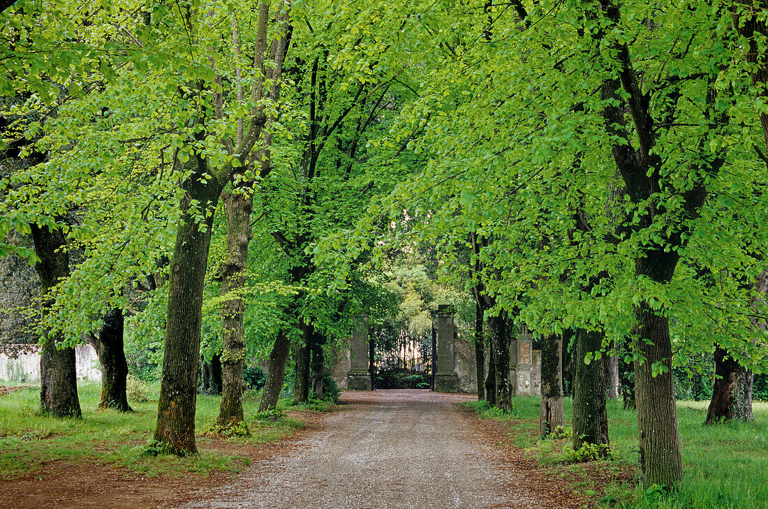 Lime tree alley at a cemetery, Tuscany, Italy