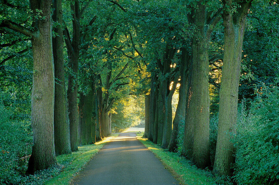 Oak tree alley near Ascheberg, Münsterland, North Rhine-Westphalia, Germany