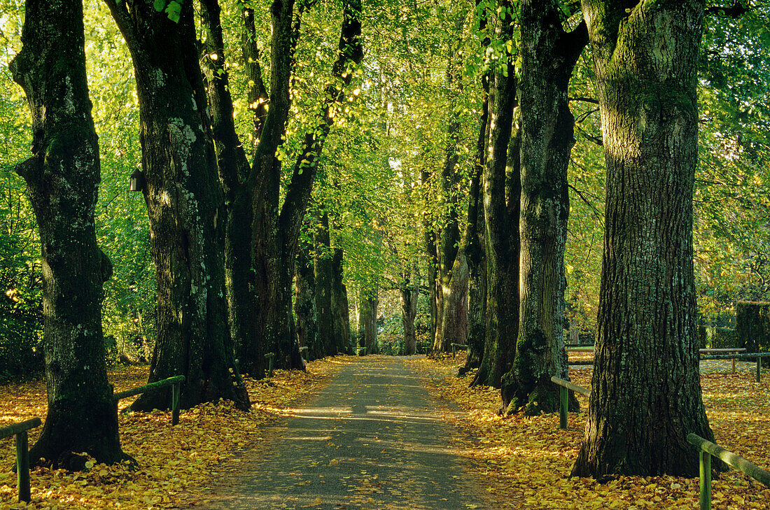 Lime tree alley in the grounds of Lindenhof park, Lindau, Bavaria, Germany