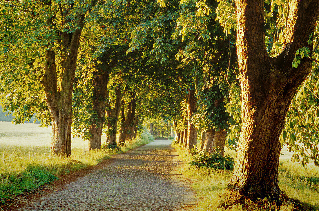 Chestnut alley, Rügen island, Baltic Sea, Mecklenburg-Western Pomerania, Germany