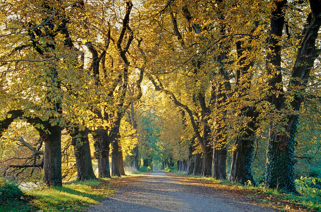 Chestnut alley at Westerwinkel castle, Münsterland, North Rhine-Westphalia, Germany