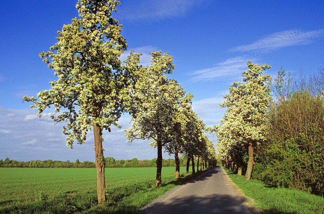 Birnbaumallee, Münsterland, Nordrhein-Westfalen, Deutschland