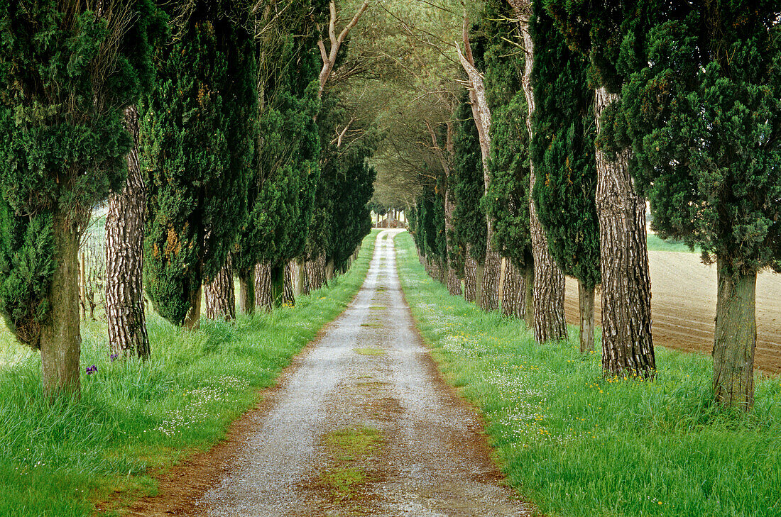 Pinien- und Zypressenallee, Toskana, Italien