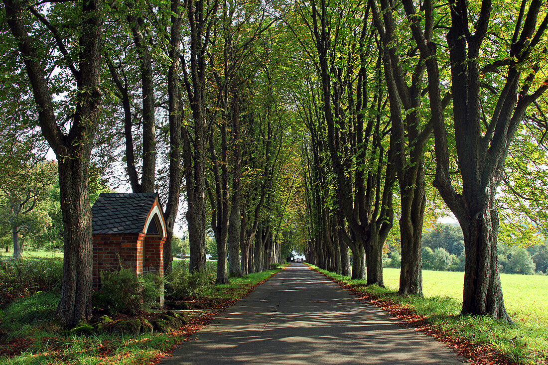 Chestnut alley to the cemetery, with cross, Herschbach, Rhineland-Palatinate, Germany