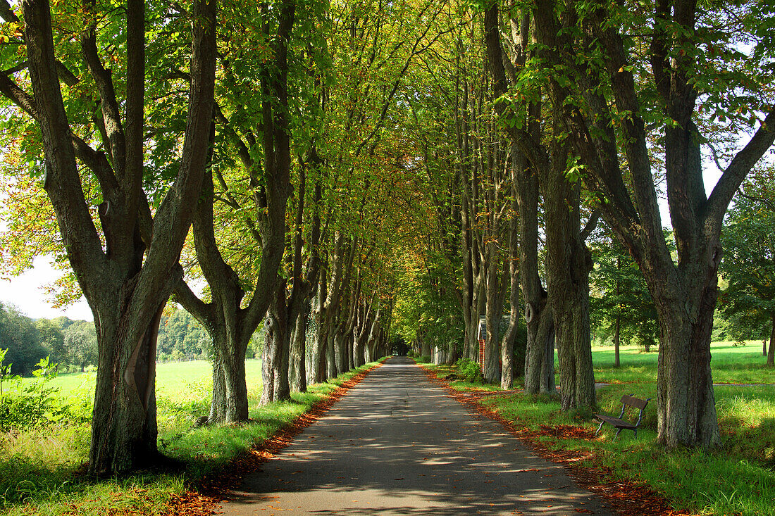 Chestnut alley to the cemetery, Herschbach, Rhineland-Palatinate, Germany