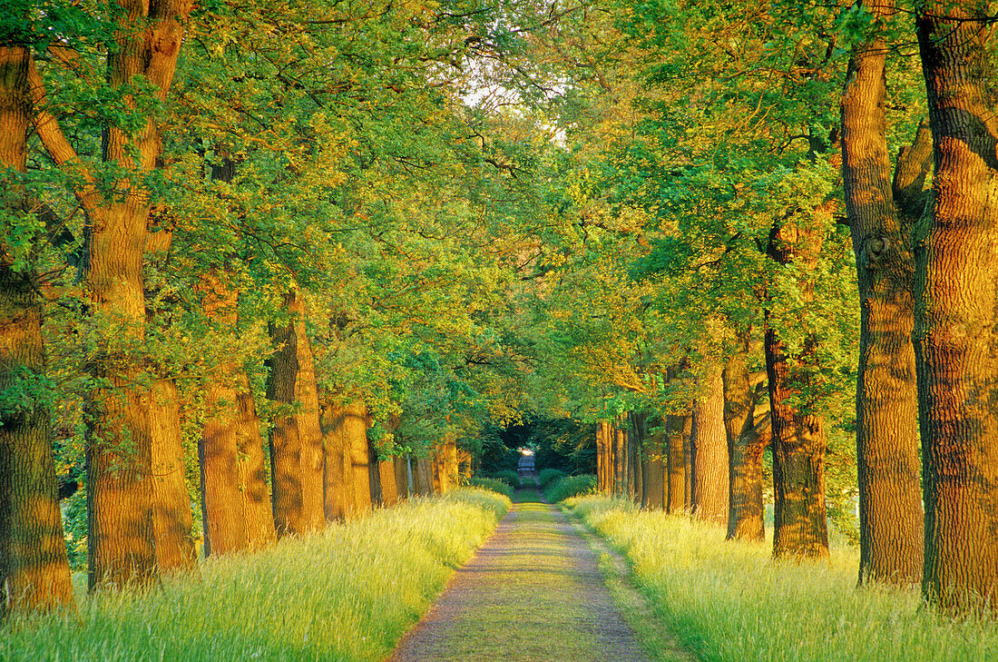 Alley of oaks near Nordkirchen castle, Muensterland, North Rhine-Westphalia, Germany