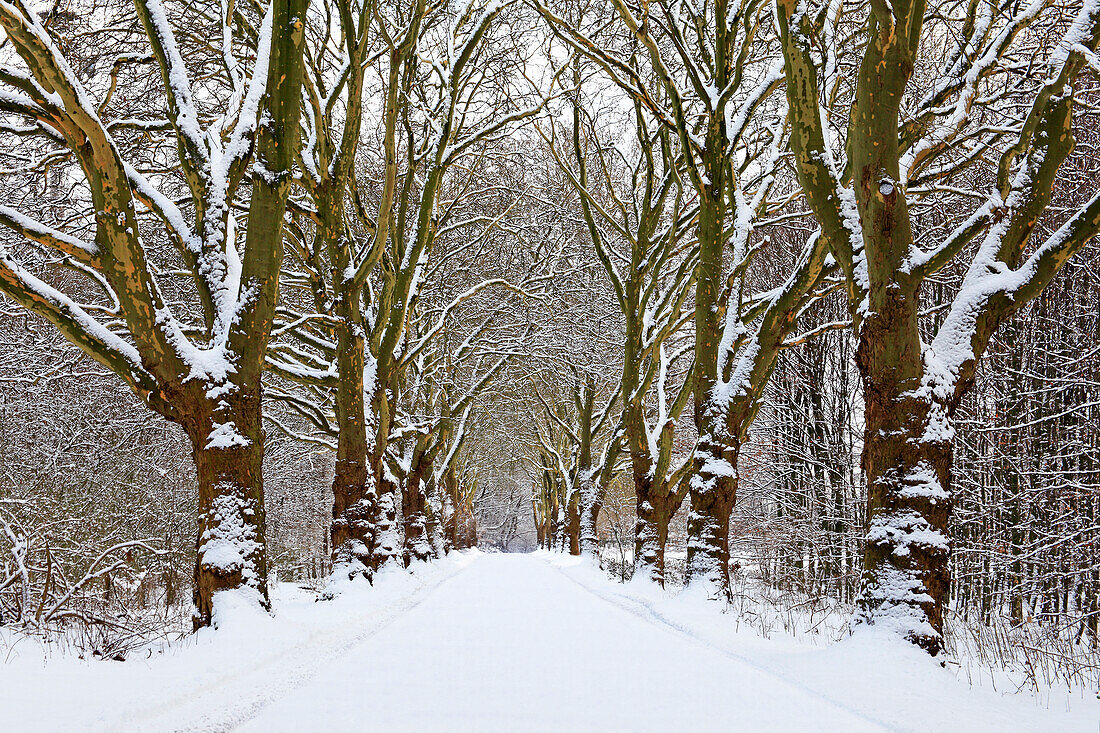 Platanenallee bei Dortmund, Ruhrgebiet, Nordrhein-Westfalen, Deutschland