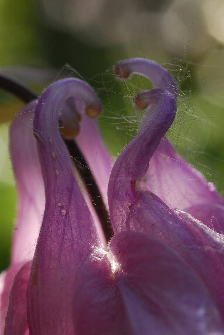 Close up from the upper part of a granny's nightcap