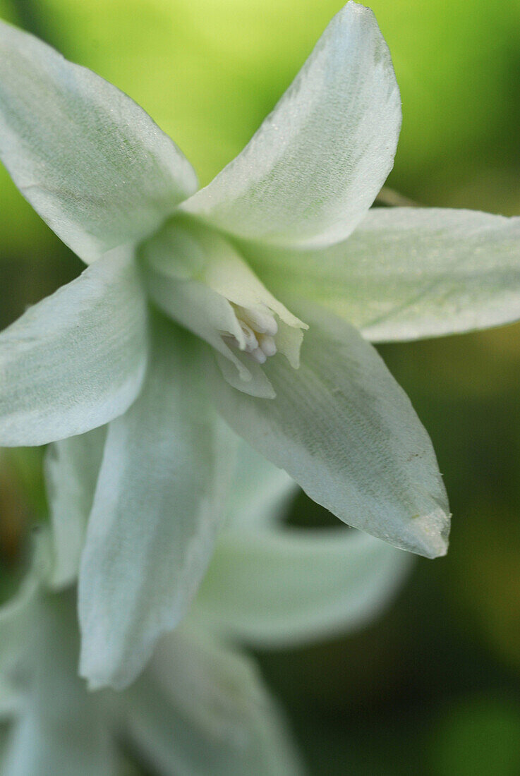 Close up of a white flower, Ornithogalum nutans