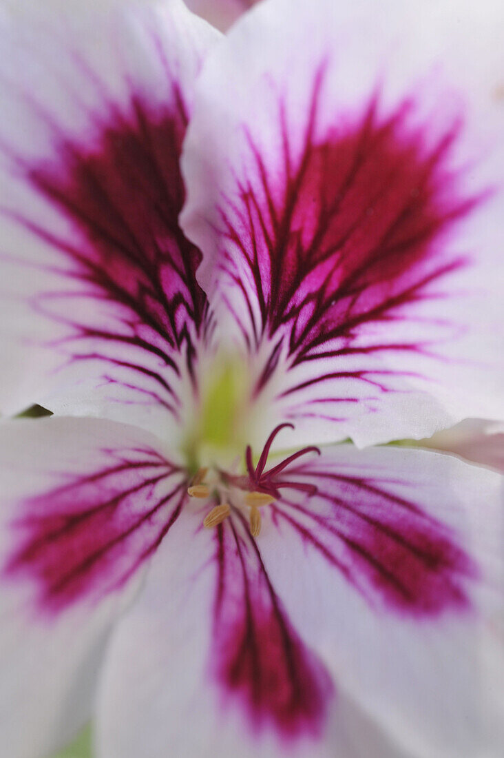 Close up of Pelargonium with stamina and carpels