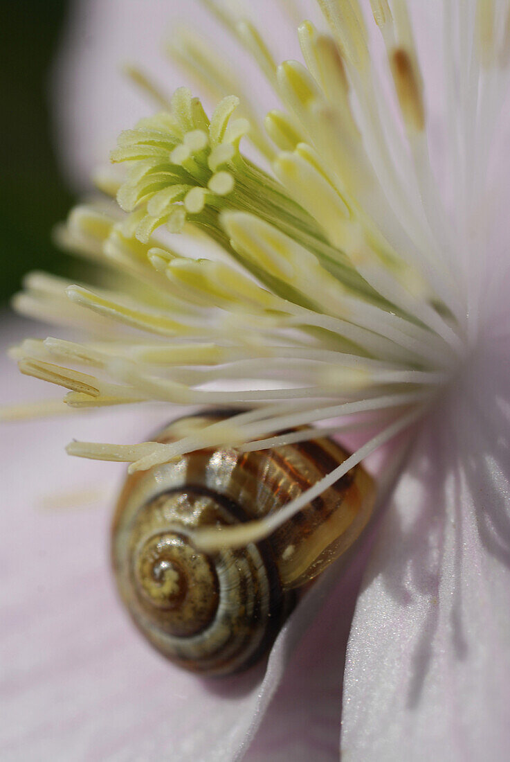 Nahaufnahme einer zartrosa Clematis mit kleiner Schnecke und Staubblättern