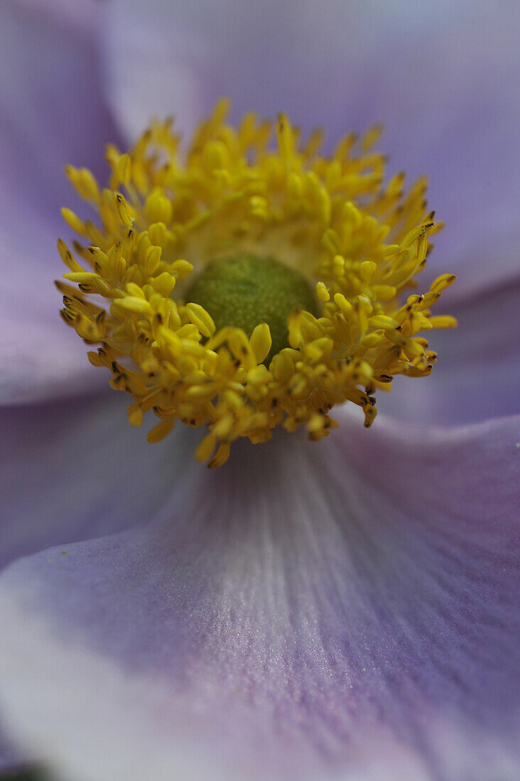 Close up of Anemone tomentosa with stamina and carpels