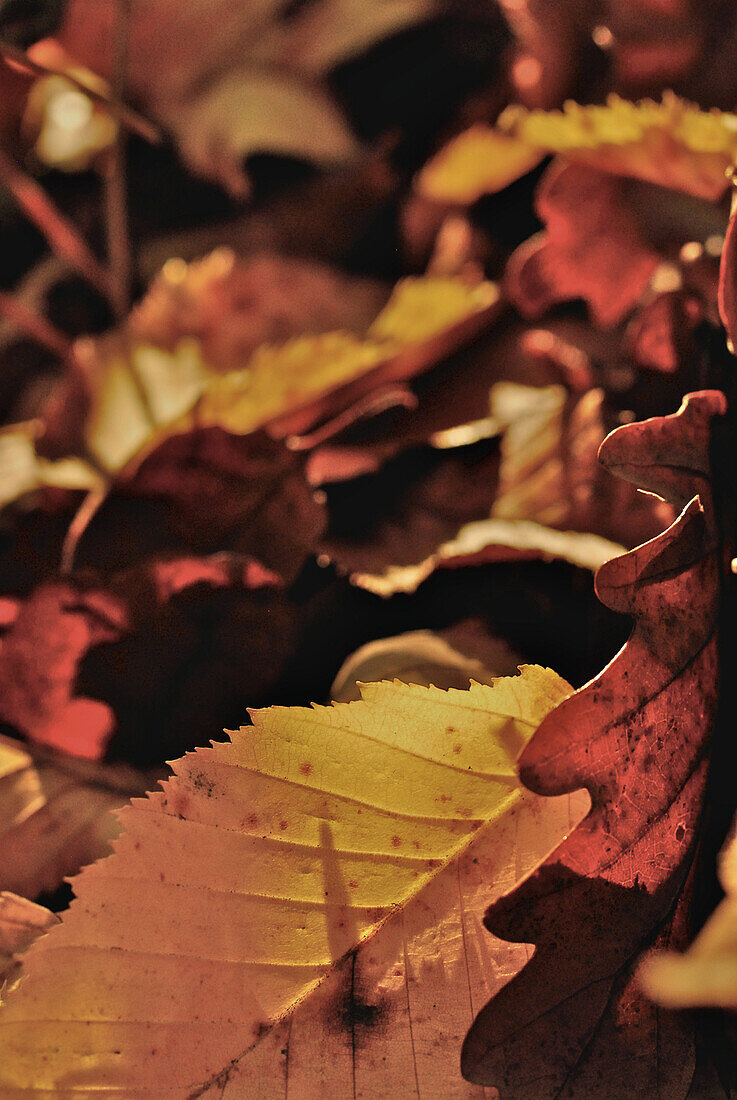 Yellow beech leaves and brown oak leaves on the ground, Hesse, Germany, Europe