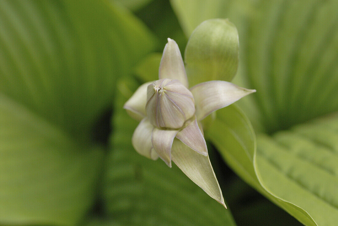 Close up of a flower bud of a hosta