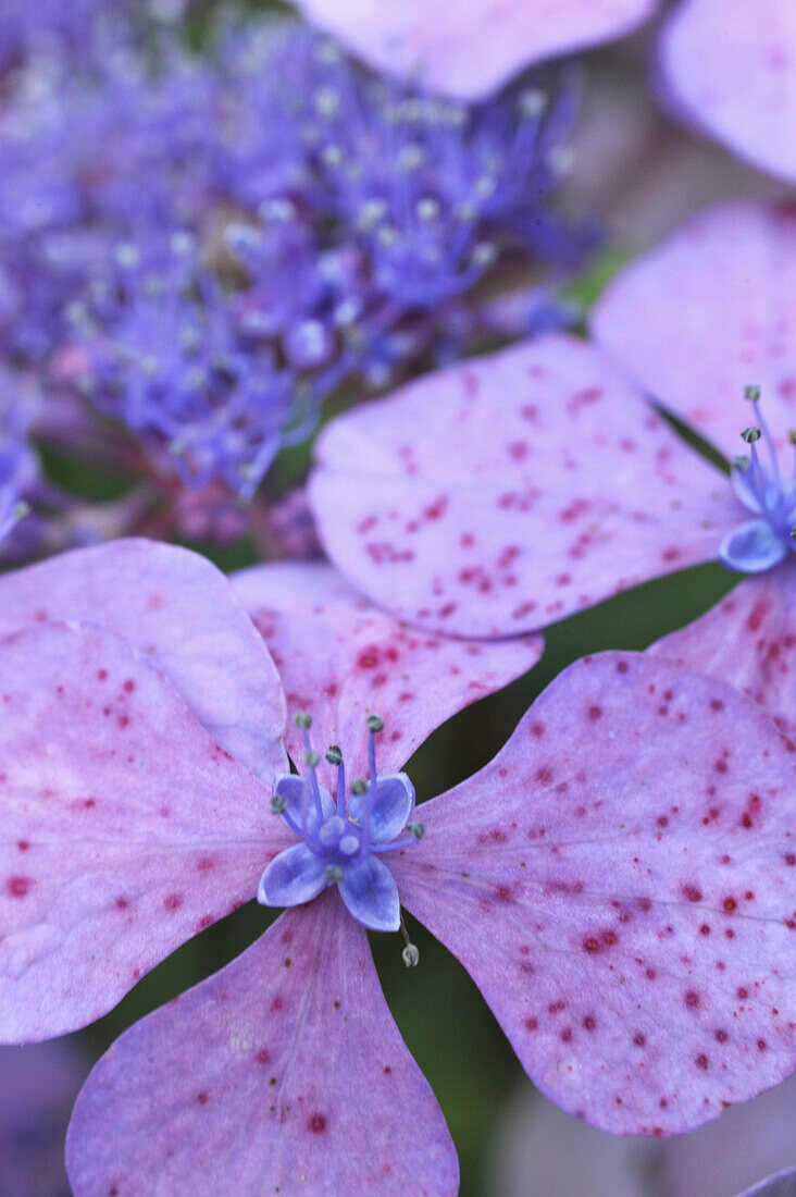 Nahaufnahme der violetten Blüte einer Samthortensie