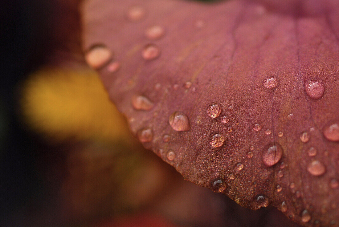 Water drops on flower leave of red iris