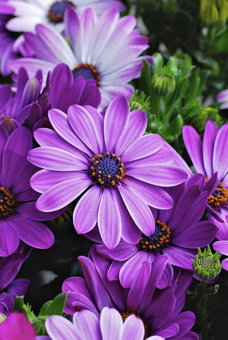 Nahaufnahme von Kapkörbchen, violette Kapmargerite