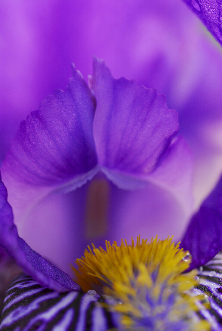 Nahaufnahme einer violetten Iris mit Staubblättern