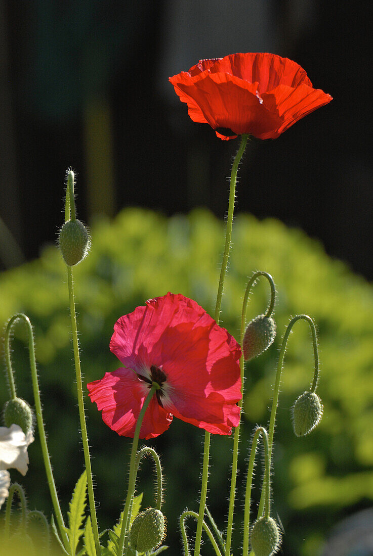 Red poppies in the garden, Germany, Europe