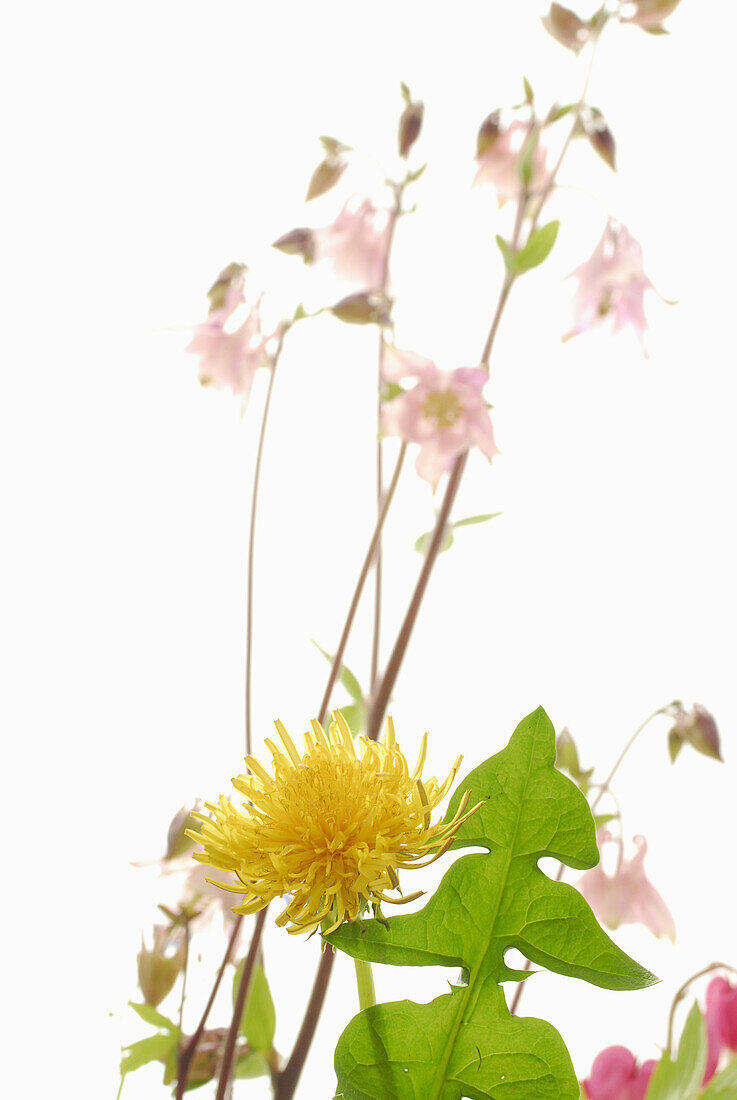 Close up of dandelion, green leave with granny's nightcap in front of white background