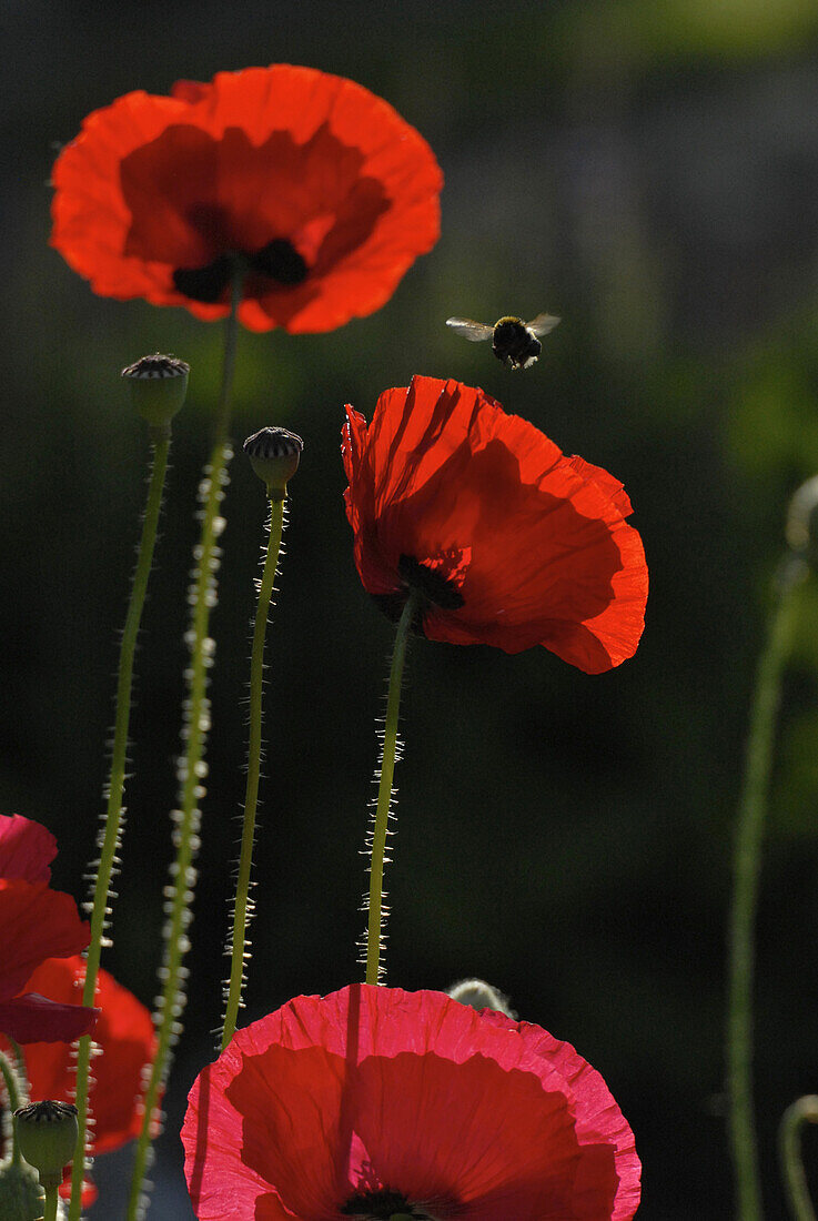 Roter Mohn und fliegende Hummel im Garten, Deutschland, Europa