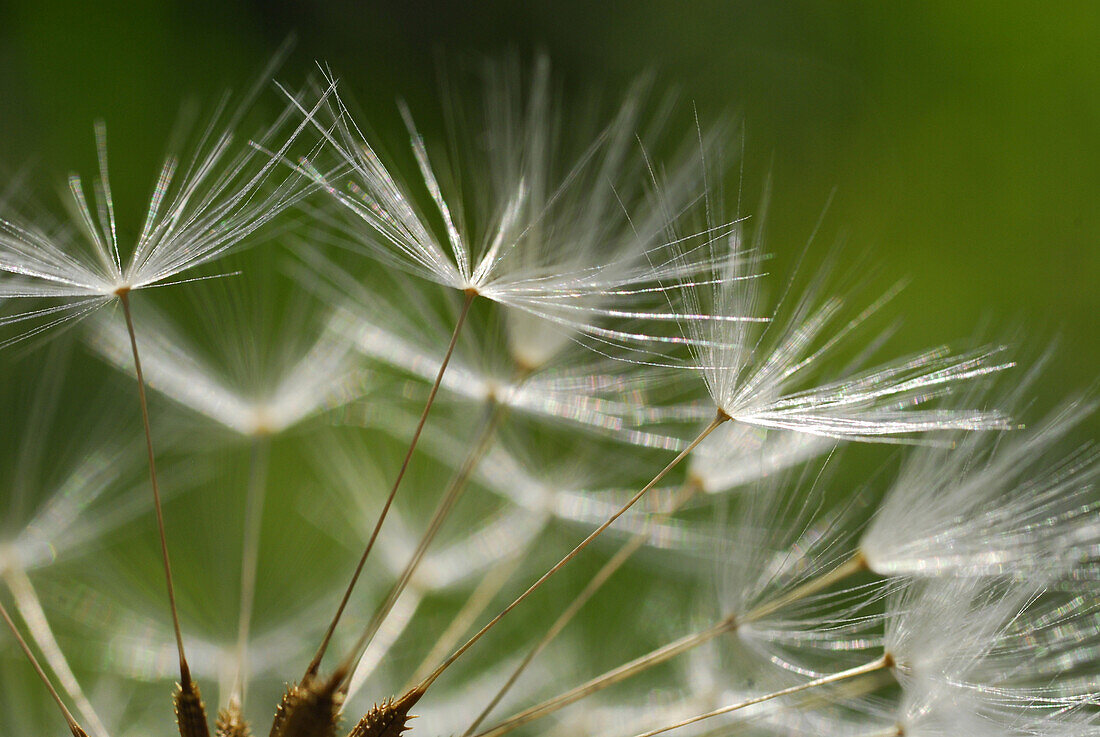 Close up of seeds of a blowball