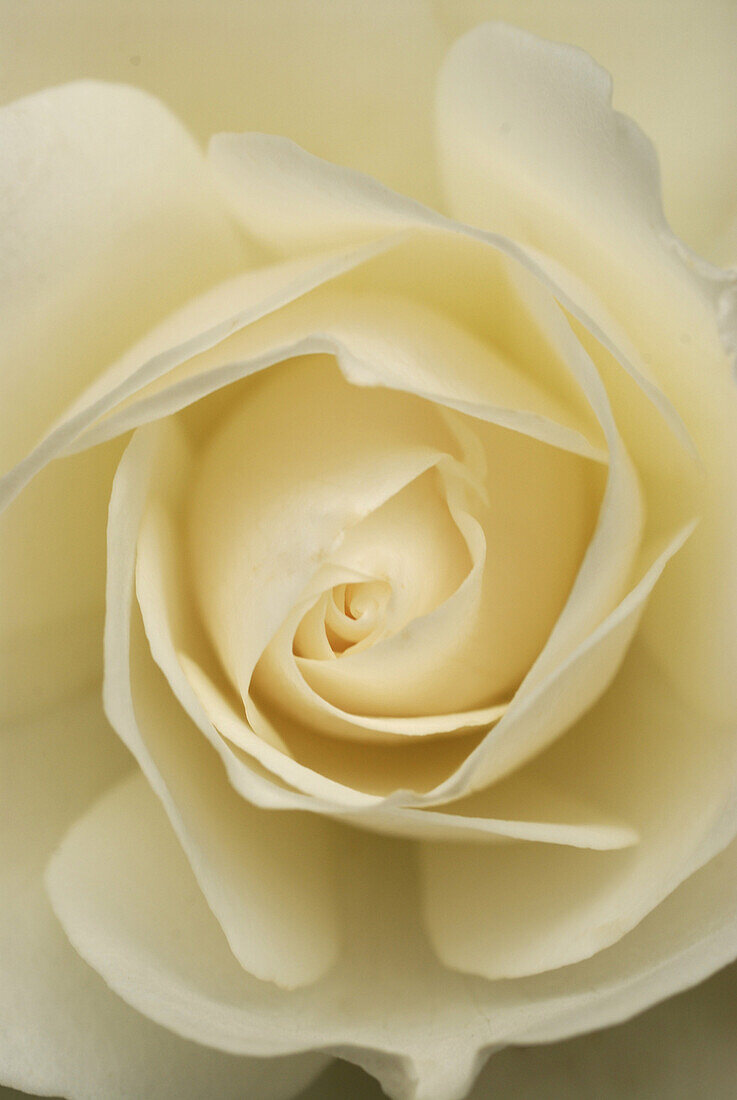 Close up of white rose blossom